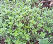 Thyme