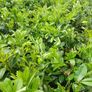 Large Laurel Hedging - Discounts on larger orders. Image 3