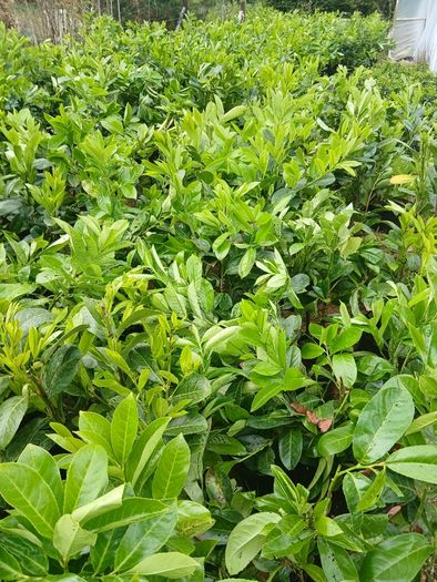 Large Laurel Hedging - Discounts on larger orders.