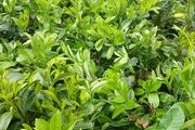 Instant Laurel Hedging