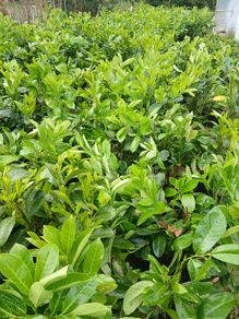 Instant Laurel Hedging
