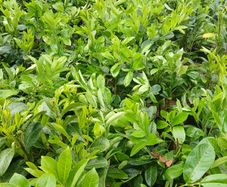 Instant Laurel Hedging