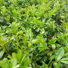 Instant Laurel Hedging