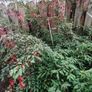 Fuchsia plants Image 2