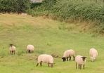Sheep