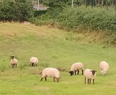 Sheep