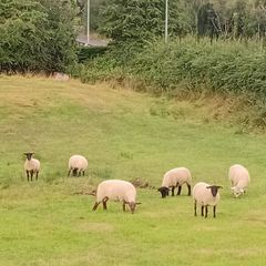 Sheep