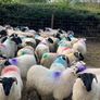 80 super cross bred ram lambs Image 4