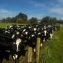 50 Maiden heifers Image 2
