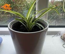plant