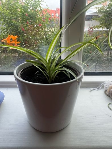 plant