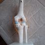 Life Size Flexible Knee Joint Anatomical Model Skelton Functional Ligament Medical Model in Perfect Condition Image 4
