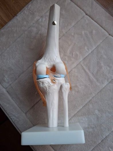 Life Size Flexible Knee Joint Anatomical Model Skelton Functional Ligament Medical Model in Perfect Condition