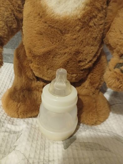 Cubby the curious bear