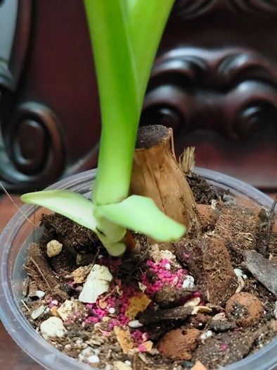 Philodendron Jose Buono