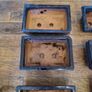 Bonsai pots Image 5