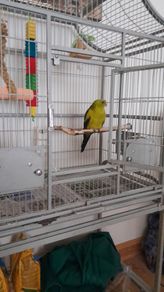 Parrot Cage