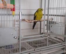 Parrot Cage