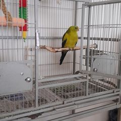 Parrot Cage