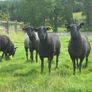 Black Sheep , Hoggets . Breeding Sheep . Image 5