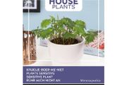 Buzzy Touch-Me-Not Mimosa seeds 0.2g | Sow in July