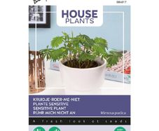 Buzzy Touch-Me-Not Mimosa seeds 0.2g | Sow in July