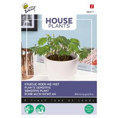 Buzzy Touch-Me-Not Mimosa seeds 0.2g | Sow in July