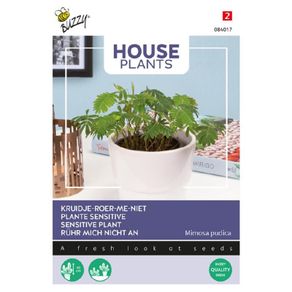 Buzzy Touch-Me-Not Mimosa seeds 0.2g | Sow in July