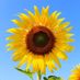 Sunflowerem