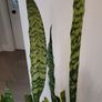Sansevieria Zeylanica trough Image 4