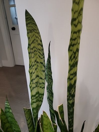 Sansevieria Zeylanica trough