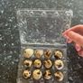 quail hatching eggs Image 2