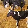 10 Friesian Bull Calves for Sale Image 6