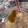 Enniskillen Texel sale the 11th September Image 2