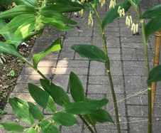 Solomon's seal plant