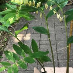 Solomon's seal plant