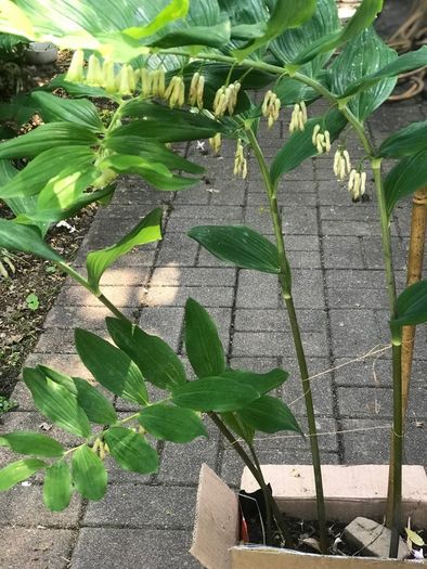Solomon's seal plant