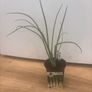 Herb Plants Image 6