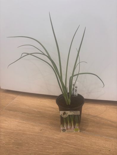 Herb Plants