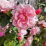 Climbing and Rambling Albertine Rose Image 7