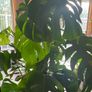 Monstera Deliciosa Image 2