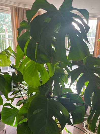 Monstera Deliciosa