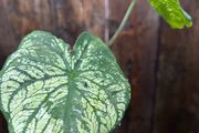 Small white caladium