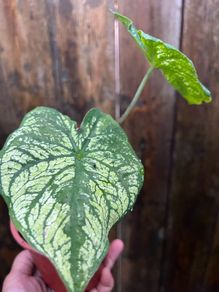 Small white caladium