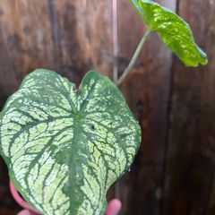 Small white caladium