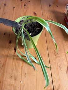 spider plant