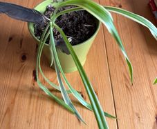 spider plant
