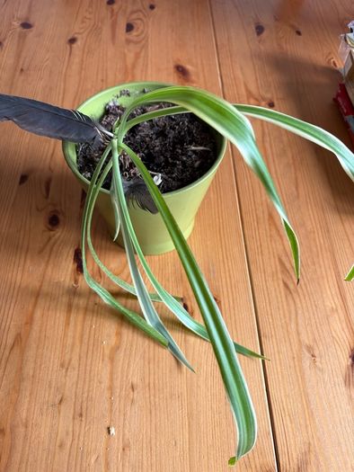 spider plant