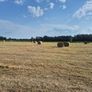 Round bales of hay Image 2