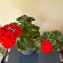 House plant Image 3